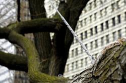 tree cabling, central tree care, tree service, toronto