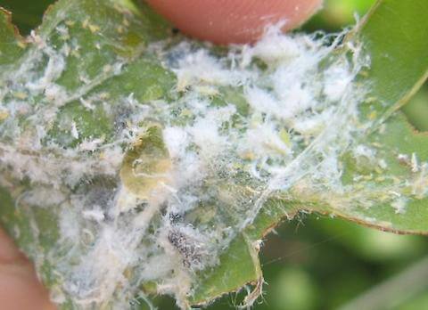 woolly aphid, pest management, plant health care, plant treatments, central tree care, tree service, toronto