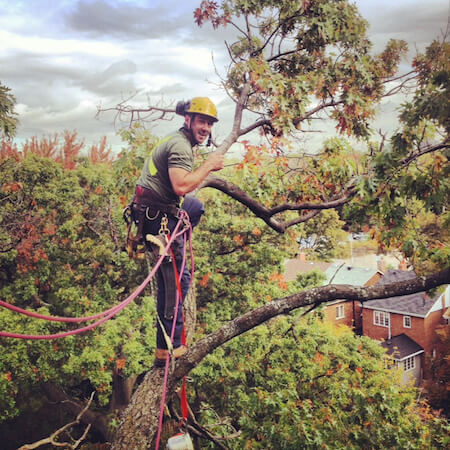 Tree Pruning, Central Tree Care, Tree Service, Toronto