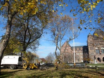 tree pruning after, central tree care, tree service, toronto