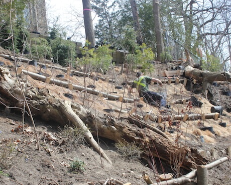 ravine stewardship, invasive plant control, Central Tree Care, tree service, toronto