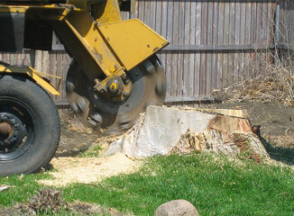 stump grinding, stump removal, central tree care, tree service, toronto