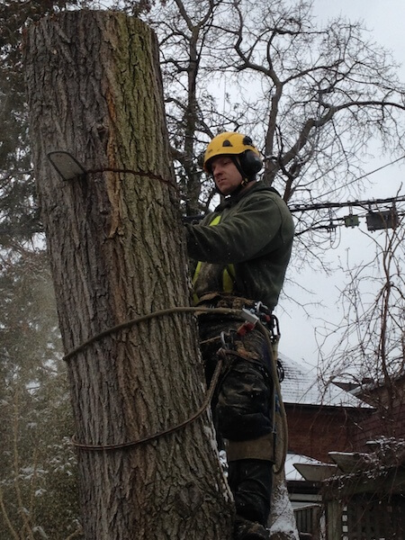 Tree removal, tree climbing, winter, Central Tree Care, tree service, toronto